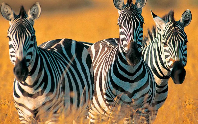 Mikumi-National-Park-Safari-2