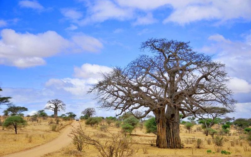 Tarangire National Park baobab