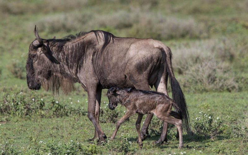 Wildebeest-calf-with-mother