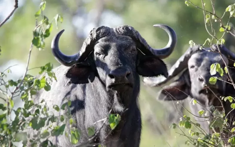 ruaha Buffalo
