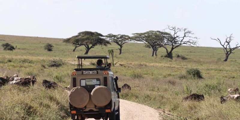 tarangire game drive